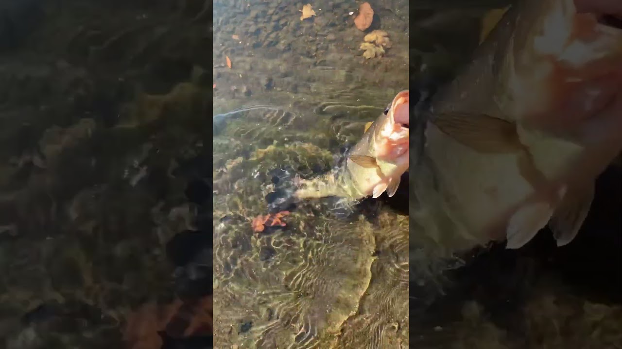 Sundays fun. Oregon bass release 