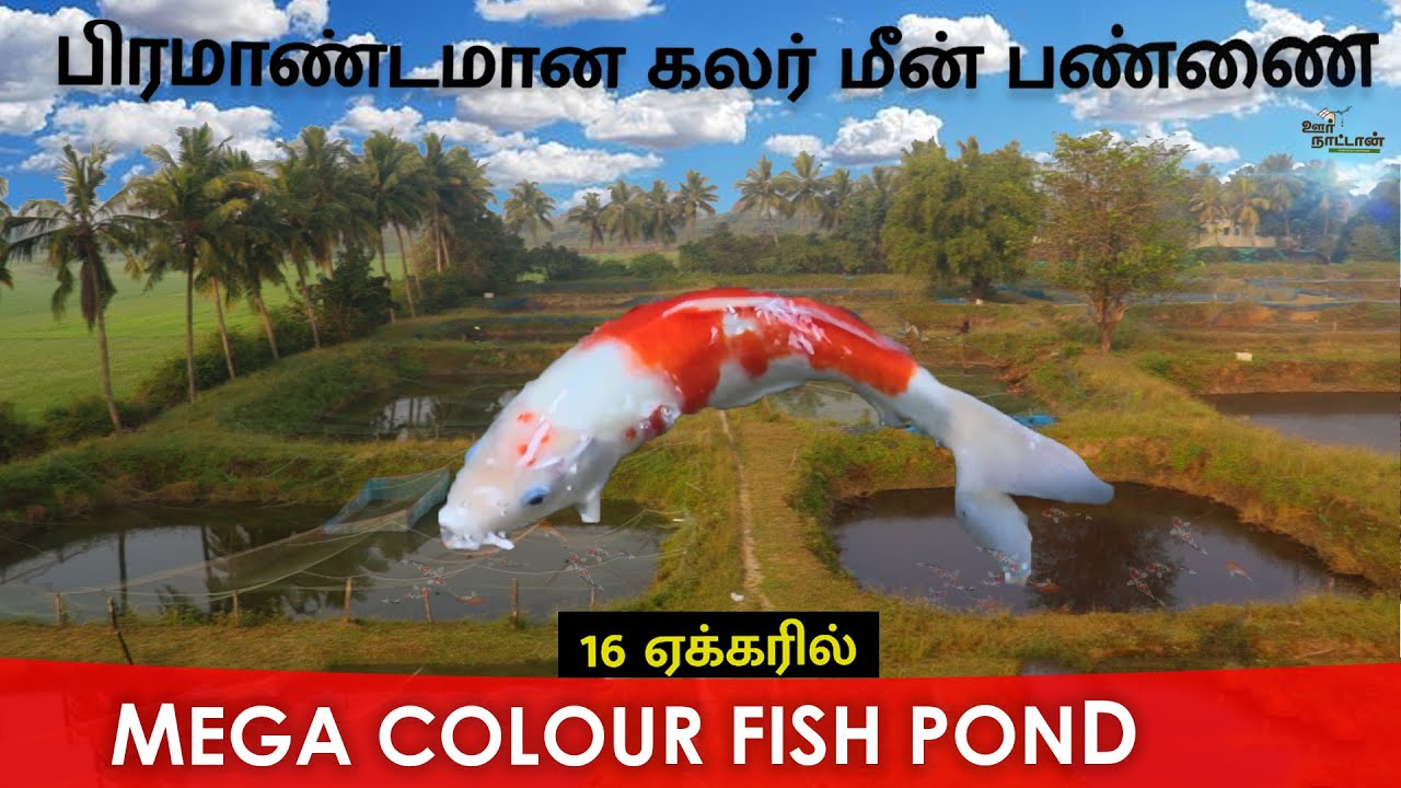 கலர் மீன் தொழிற்சாலை | 16 Acre Mega Fish Pond | Oor Naattan