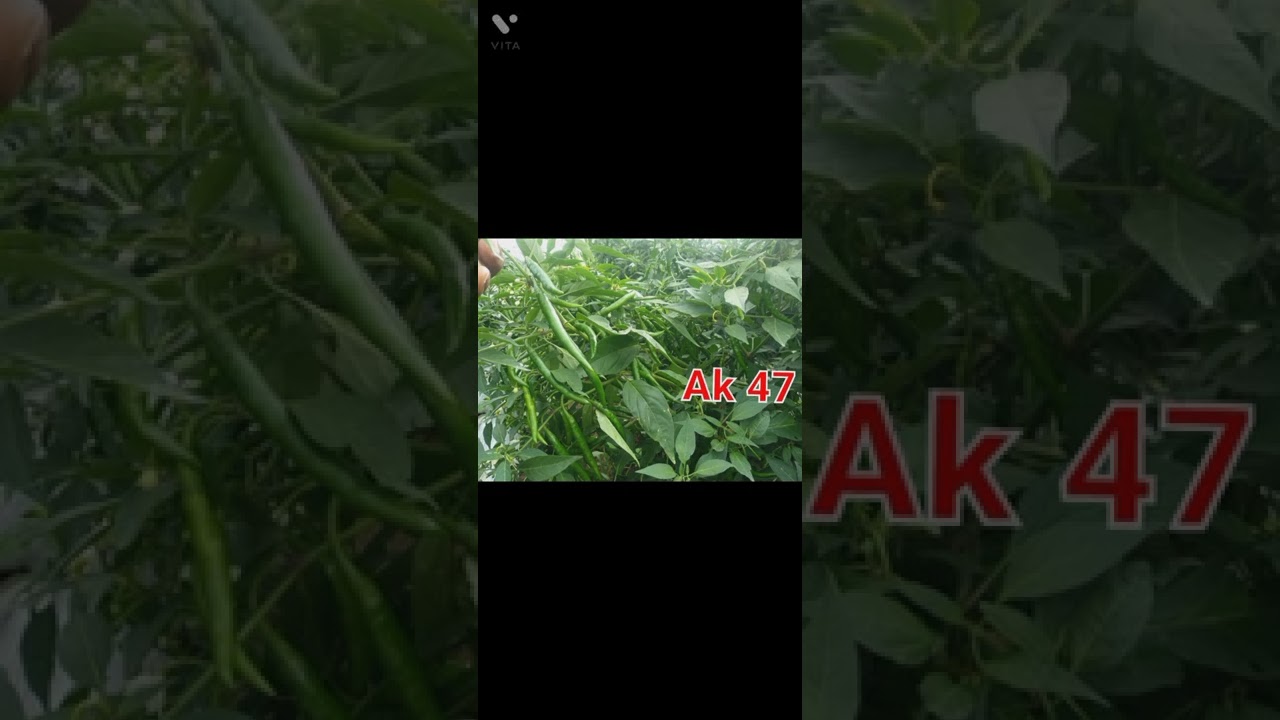 AK 47 mirchi royal || Advanta Ak-47 Mirchi 