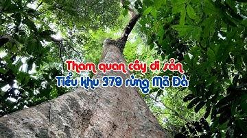 Cây Kơ nia khoảng 1.231 tuổi ở Vườn cây di sản Tiểu khu 379 Mã Đà