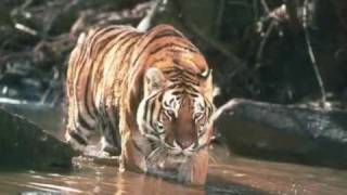 william blake - tiger tiger screenshot 5