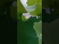 Lotus flower ❇️ hé huā#shorts