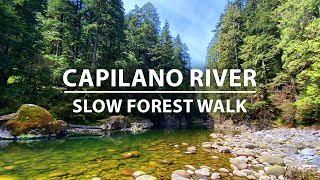 Meditative Forest Walk in Capilano River Regional Park, North Vancouver BC Canada