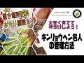 大きく育てて株分けしよう！【キンリョウヘン名人の管理方法】　日本みつばちの養蜂 How to Beekeeping