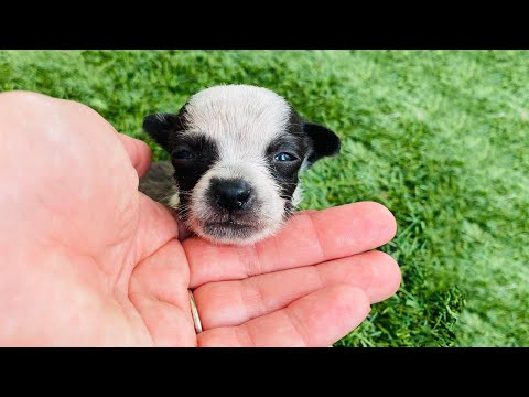 Rescue 1 Ounces Tiny Puppy Was born With Congenital Defects, Without Even Having a Chance At Life