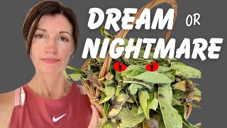 COMFREY : a Gardener's Dream or Nightmare? by Now Gardening 1,257 views 7 months ago 6 minutes, 17 seconds