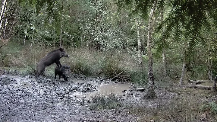 Male Boar Tries to mate with female boar?  - Forest Of Dean