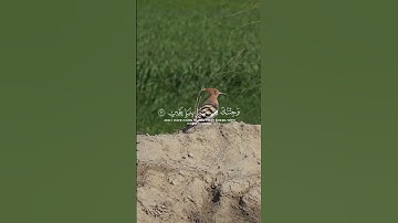 ﴿ وَتَفَقَّدَ الطَّيْرَ ﴾ | تلاوة جميلة من سورة النمل بصوت بلال دربالي 🕊️