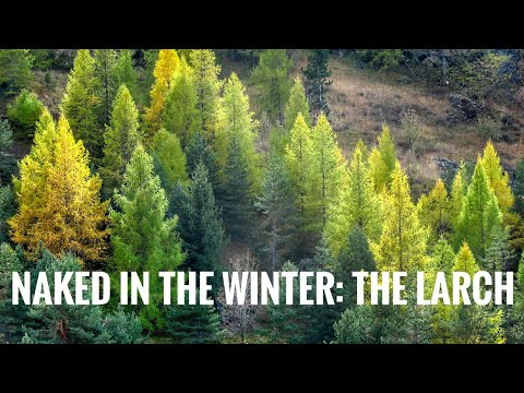 Video: Larch - Summer Green Conifer