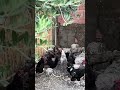 حياة الريف في الجزائر