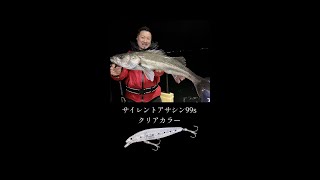シーバス！サイレントアサシンに食らいつく！　#shorts