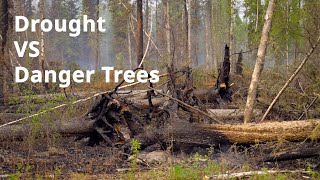 Impacts of drought on forests in northern British Columbia