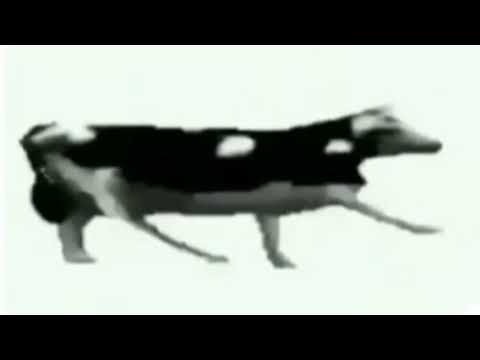 Коровы флексят под