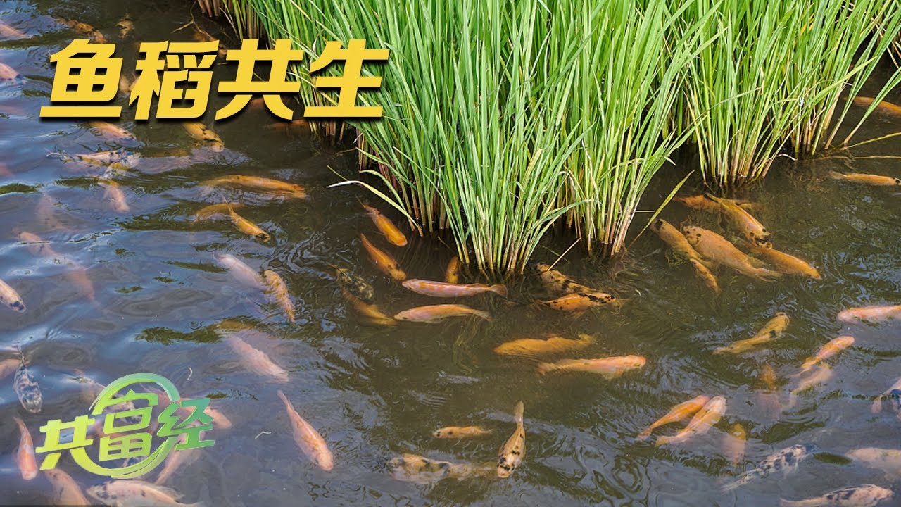 水上种稻，水下养鱼！怪不得他能每亩收入翻倍！如何才能实现“鱼稻共生”？田里能看到这些动物就算是成功了 |「共富经」20230814 - YouTube