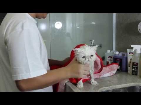 Vídeo: Como Lavar Um Gato Persa