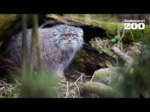 Video: Salaperäinen, Pörröinen “merihirviö” Pestä Venäjän Rannalla