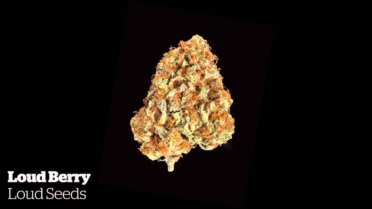 2015 World Cannabis Cup: Sativa Entries
