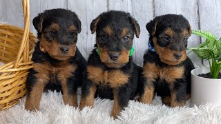 Rosalie Iroh 3/21/23 welsh terrier males. All 3 are currently available. 4.5 weeks old