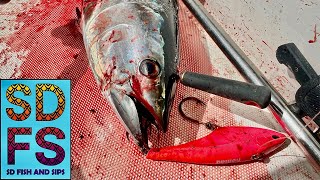 TROLL HARD Nomad MADMACS Bluefin Tuna Fishing Offshore San Diego Freedom Boat Club 2025