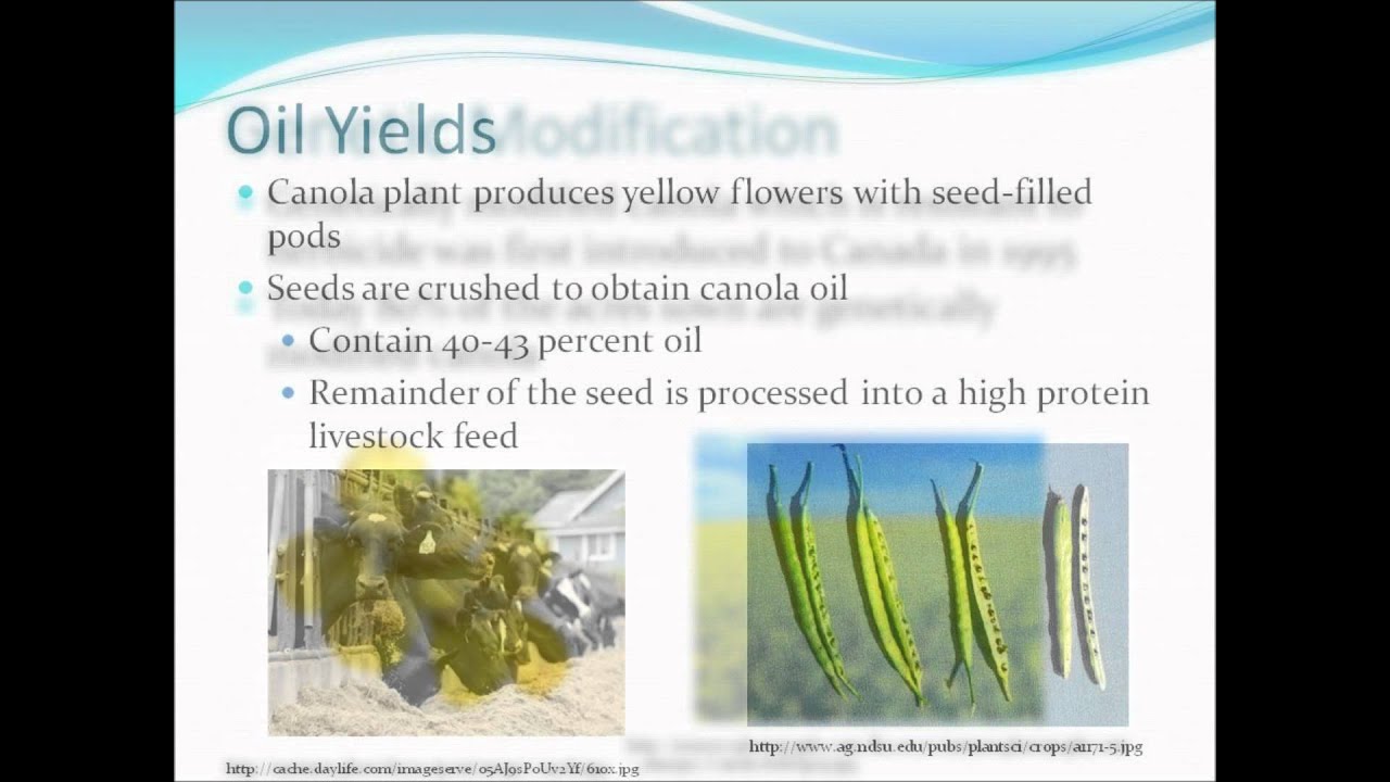 Canola for Biofuel Production - YouTube