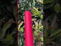 Kangaroo Nappa Leather Colours | Australia Made