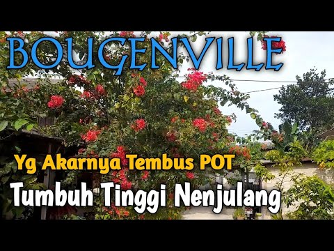 Video: Di mana pohon bugenvil tumbuh?