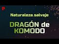 Naturaleza salvaje -  Dragón de komodo