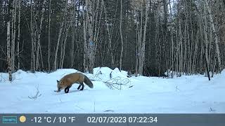 New Hampshire Trail Cam, Feb 2023 — Two foxes
