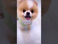 vidéo de petit chien trop mignon 😊 tiktok chien drole 😊 chien trop marrant  #short