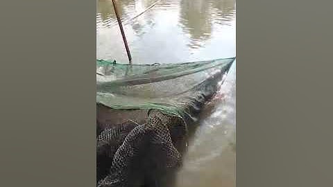 Vlogs 264 Bồi cá - Hồ Câu Tân Bình Dương 0865118773 KP3, P. Tân Định, Bến Cát, Bình Dương