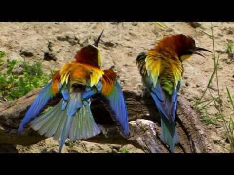 Video: Scoppi E Vincoli Macroevolutivi Generano Un Arcobaleno In Un Clade Di Uccelli Tropicali