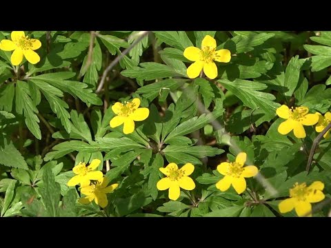 Краса весняного лісу