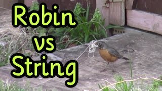 Robin Gathers Nesting Material