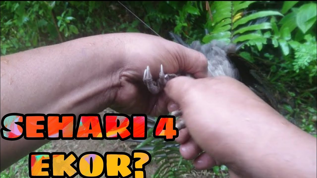1 HARI SEKALI 4 EKOR | JERAT AYAM HUTAN | PAK HALID CHANEL