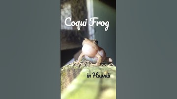 Thumbnail of UP CLOSE - Hawaiian Coqui Frog Sounds