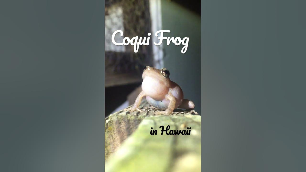 UP CLOSE - Hawaiian Coqui Frog Sounds