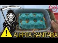 EMERGENCIA EN EL CULTIVO de Tenebrios | Invasión de ácaros hacer criadero de tenebrios hormigas