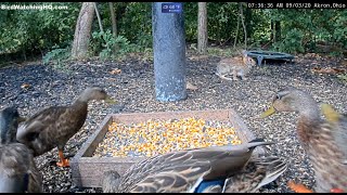 Bunny vs Duck Invasion at BWHQ