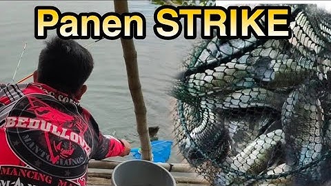 Mancing JATILUHUR - terbaru // strike bertubi tubi