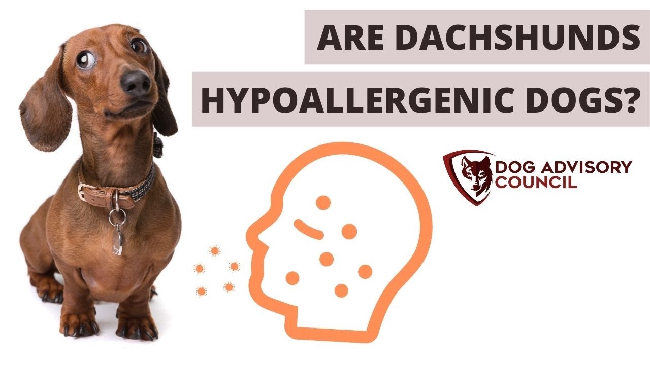 Are Long Haired Dachshunds Hypoallergenic?