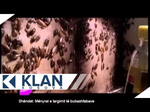 Video: Çfarë janë këto insekte të mëdha me pamje mushkonjash?