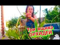 3 Ящика СПИСАНЫХ Орхидей с теплицы ОРХОРАЙ🌸 ОСМОТР и Обработка Актарой