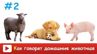 КАК ГОВОРЯТ ЖИВОТНЫЕ? Настоящие звуки животных. Учим животных и их голоса. Домашние животные