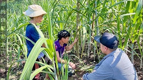 Bất ngờ nhà Điếc Công Tử Biệt Thự Đồi Thông Mía To khủng Như Tre. Nguyễn Tất Thắng