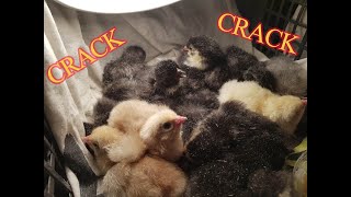 FIRST HATCHING OF CHICKEN EGGS **EASTER SPECIAL**