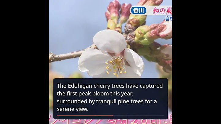 Experience the Breathtaking Cherry Blossoms at Ritsurin Park, Takamatsu