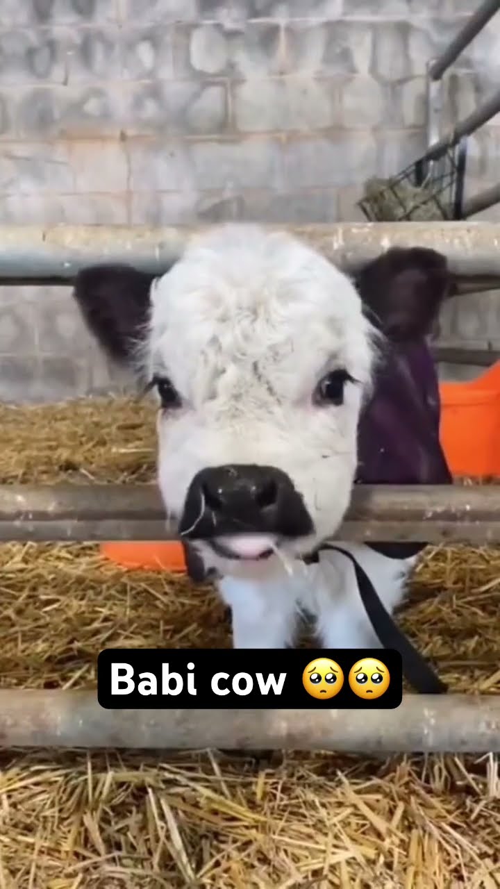 Prvnci sharing a babehhh cow to cure depression