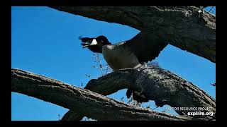 Decorah Eagles-Goose nest - Egg views and intruder drama \/ explore.org 4\/13\/24