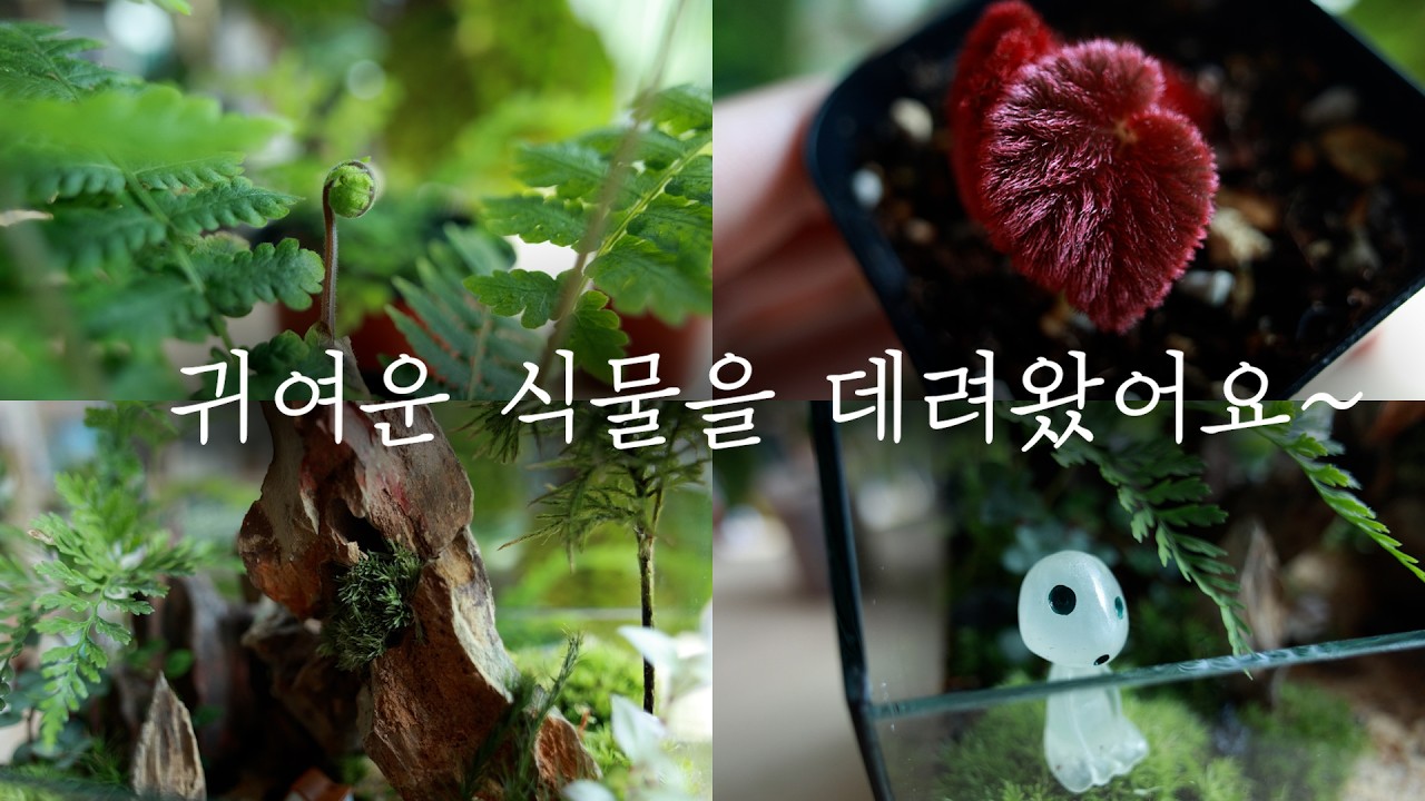 예쁜 식물 추천 / 이름을 알려주세요 / 동탄식물마켓 박살내기 / 2026.02.21