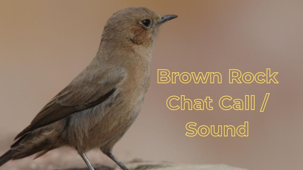 Brown Rock Chat Call ! Brown Rock Chat Song ! Brown Rock Chat Sounds ! Brown Rock Chat Voice